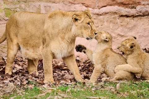 Asiatic lion (Panthera leo persica) female (mother) with her cubs, captive