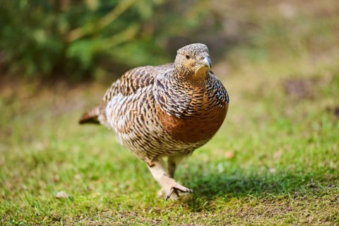 Western capercaillie (Tetrao urogallus) female (hen) standing on the ground at the edge of a foest,
