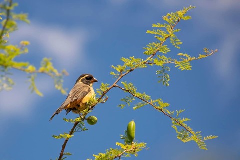 Golden-billed Saltator (Saltator aurantiirostris) in a nature reserve in Buenos Aires, Argentina,