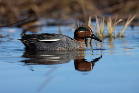 Teal, Creeping Teal or Quail Duck (Anas crecca), Sweden, Europe