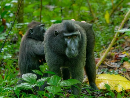 Black crested macaque (Macaca nigra), Tangoko National Park, Sulawesi, Indonesia, Asia
