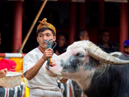 Man and water buffalo (Bubalus arnee) at funeral service in Tana Toraja, Rantepao, Sulawesi,