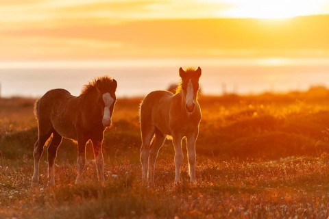 Foals, Icelandic horses (Equus islandicus), in the light of the midnight sun, Hofsos or Hofsós,