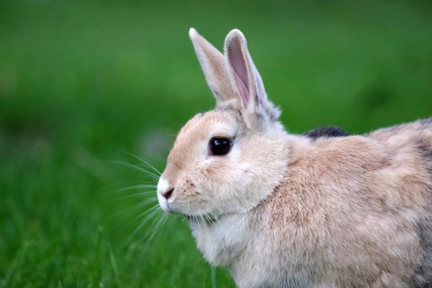 Rabbit (Oryctolagus cuniculus), Portrait, Grass, Easter, The cute domestic rabbit has its ears