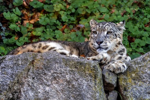 Snow leopard (Panthera uncia), lying on rocks, captive, Baden-Württemberg, Germany, Europe