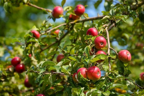 Schwerte, North Rhine-Westphalia, Germany, Ripe apples on a tree in a meadow orchard, Europe