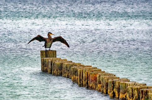 A Comoran (Phalacrocorax carbo) sitting on groynes, Graal-Müritz, Fischland-Darß-Zingst peninsula,