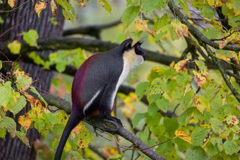 One adult Diana monkey (Cercopithecus diana) sits on a branch of a tree looking around