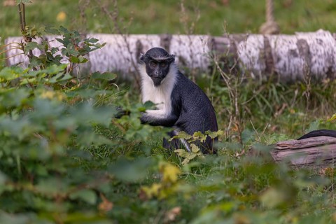 One adult Diana monkey (Cercopithecus diana) sitting in the green undergrowth at a forest edge and