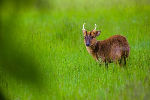 One male Reeves's muntjac (Muntiacus reevesi) stands on a green meadow
