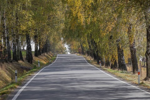 Alley of birch trees in autumn