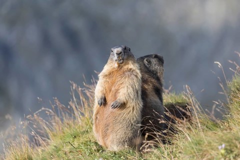 Two adult Alpine Marmots, Marmota marmota, standing erected back to back. Background grey. Early