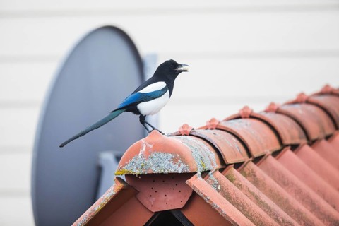 Common Magpie (Pica pica), adult bird with bait in its beak, on top of a house roof, Hesse,