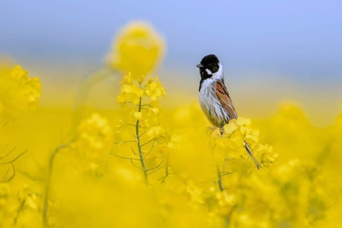 Common reed bunting (Emberiza schoeniclus) male in breeding plumage perched in flowering rape field