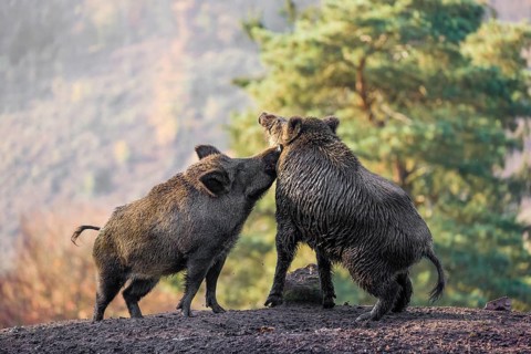 Two wild boar or wild pig (Sus scrofa) fight on an opening