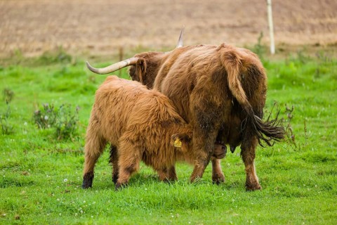 One Highland cow (Bos primigenius taurus) suckling her calf