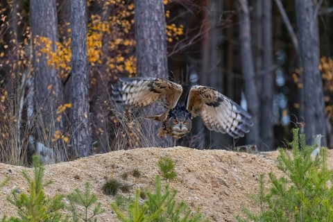 One Eurasian Eagle Owl, Bubo bubo, flying off of a forest edge. A forest in the background