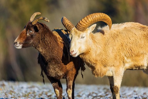 Two snow sheep (Ovis nivicola), or Siberian bighorn sheep stand on a snow covered meadow