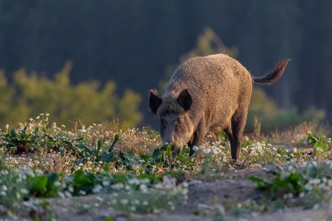 One adult wild boar or wild pig (Sus scrofa) searching for food on a flowering meadow in late
