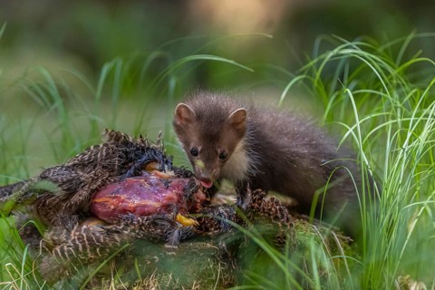 One beech marten (Martes foina), feeding on a pheasant lying on the forest floor between green