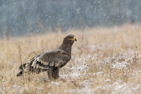 One steppe eagle, Aquila nipalensis, sitting on a snowy meadow during snowfall. Trees and grass in