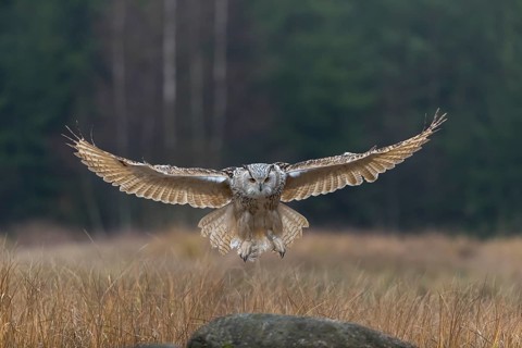 One Siberian Eagle Owl (Bubo bubo sibiricus) landing on a rock between tall reed grass lakeshore on