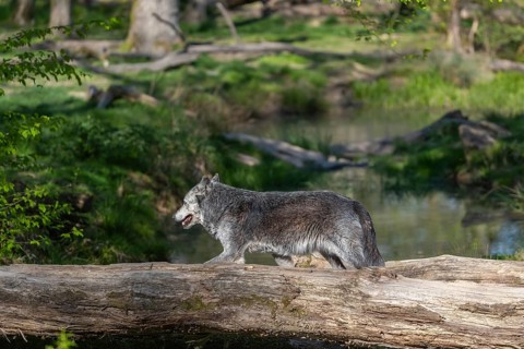 One Timberwolf, Canis lupus lycaon, walking over a fallen tree to cross a creek. Trees, creek and