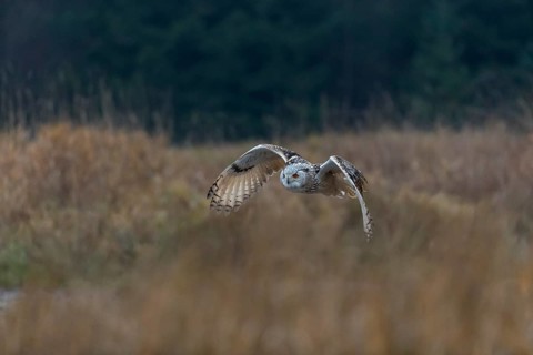 One Siberian Eagle Owl (Bubo bubo sibiricus) flying over tall reed grass lakeshore on an autumnal