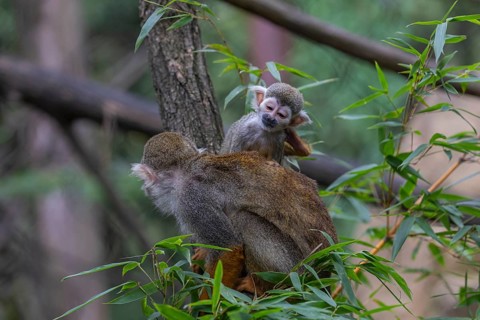 One female Central American squirrel monkey, Saimiri oerstedii, carrying her baby. Green vegetation