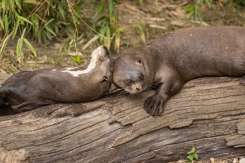 Loving couple. Two giant otter or giant river otter (Pteronura brasiliensis) male and female,
