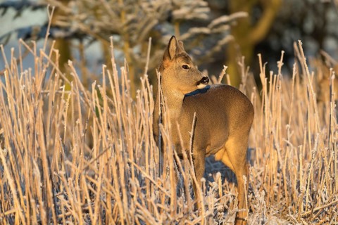 Roe deer standing in hoar frosted dead stinging nettle at minus 15 °C at sunrise. Trees and dead