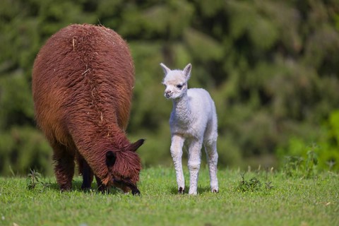 One brown female Alpaca (Vicugna pacos) stands with her young on a fresh green meadow . A green