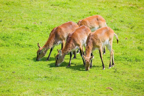 A group of four female Lechwe Waterbucks, Kobus leche, graze on a green meadow