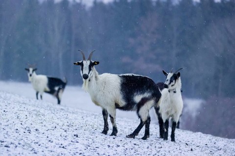 Three peacock goats (Capra aegagrus f. hircus) stand on a snowy meadow during snowfall. A forest is