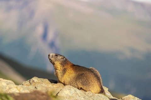 One adult Alpine Marmot, Marmota marmota resting on a rocky rim. A mountain in the distant