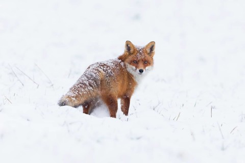 Red fox (Vulpes vulpes), on a snow covered field in the winter, looking over its shoulder, alert,