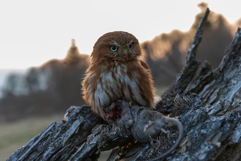 One East Brazilian pygmy owl (Glaucidium minutissimum), also known as least pygmy-owl or Sick's