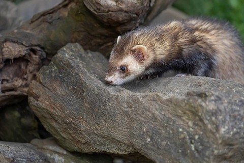 One male ferret (Mustela putorius furo) climbing over a little stone