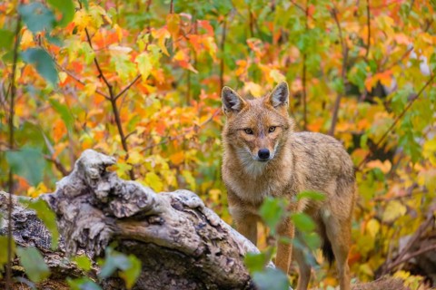 One golden jackal (Canis aureus) stands on a fallen tree trunk. Behind him is a tree in intense
