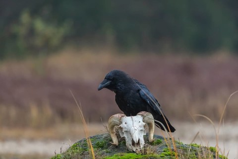 One common raven (Corvus corax) standing on a rock, searching for food on a ram skull. On a dry