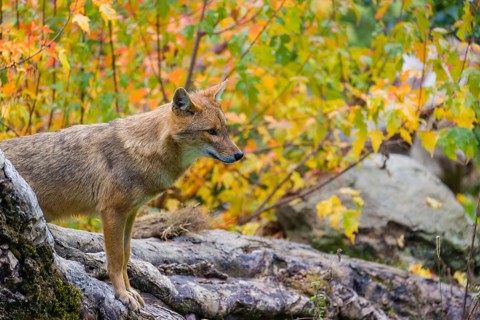 One golden jackal (Canis aureus) stands on a fallen tree trunk. Behind him is a tree in intense