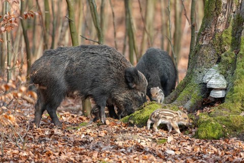 Wild boar, wild boar (Sus scrofa), bucks with young boars foraging in the forest, Germany, Europe