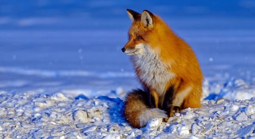Red fox (Vulpes vulpes), winter, sitting in the snow, evening light, cropped image, Yukon