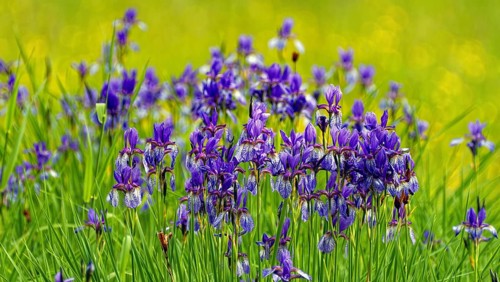 Siberian iris (Iris sibirica), large stand in meadow, Upper Bavaria, Bavaria, Germany, Europe
