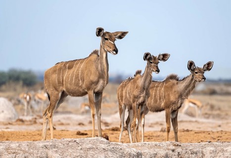Greater kudu (Tragelaphus strepsiceros), adult female and two juvenile males, Nxai Pan National