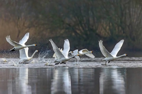 Bewick's swans, tundra swan (Cygnus bewickii) flock in flight, taking off from lake in early