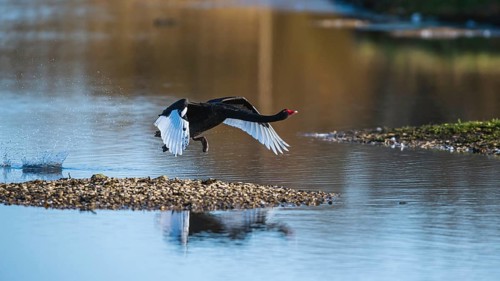 Black Swan, Cygnus atratus, bird in flight over winter marshes