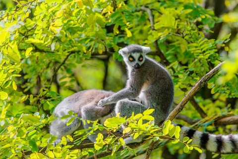 Two ring-tailed lemurs (Lemur catta) sit high up in a tree on a branch between fresh green leaves