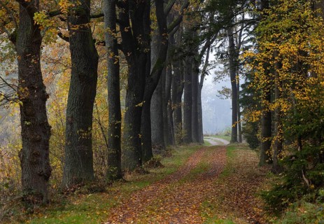 Oak avenue with morning mist in autumn, Gmünd, Waldviertel, Lower Austria, Austria, Europe