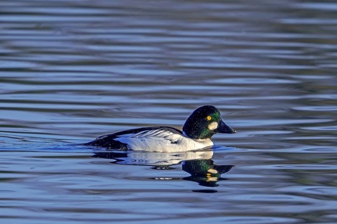 Common goldeneye (Bucephala clangula) adult male swimming in lake in winter